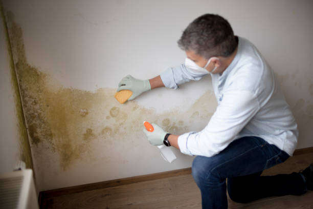 Best Attic Mold Removal  in Clinton, MS