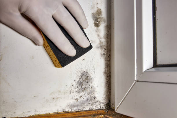 Best Air Quality Testing for Mold Spores  in Clinton, MS